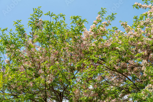 World-class tropical forest flowers of Southeast Asia.