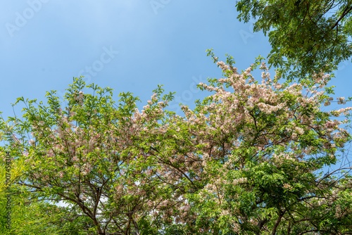 World-class tropical forest flowers of Southeast Asia.