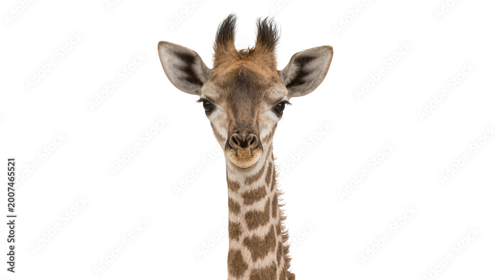 Obraz premium Young giraffe head and neck with patterned fur, isolated on transparent background