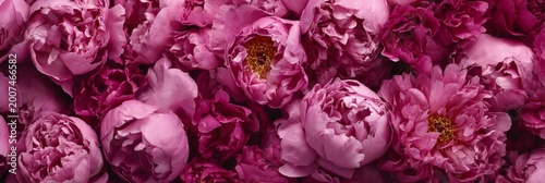 Vibrant pink peonies in full bloom, radiating beauty and elegance.