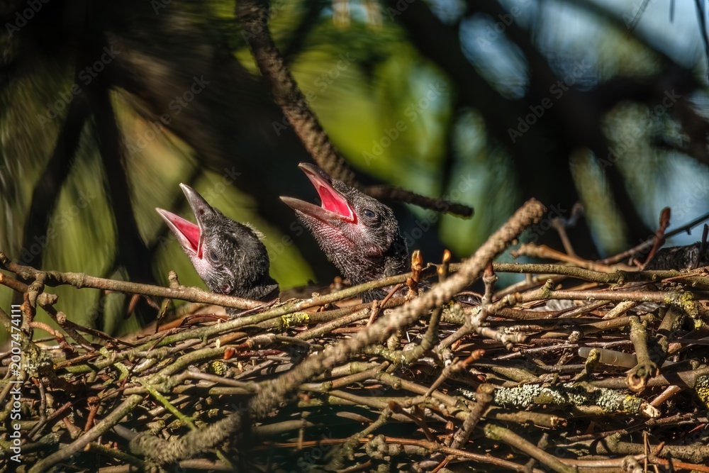 Fototapeta premium zwei junge Rabenkrähen im Vogelnest