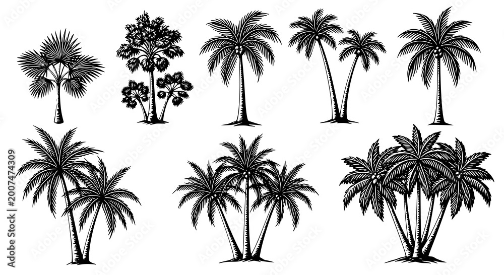 Fototapeta premium Set of palm trees. Vector black silhouettes. Set of vector black silhouettes of palm trees. Transparent PNG version.
