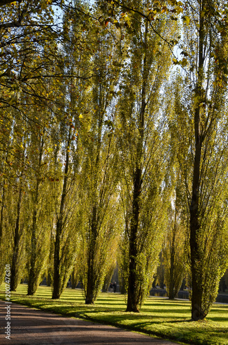 Foto peuplier dItalie, Parc de Sceaux,