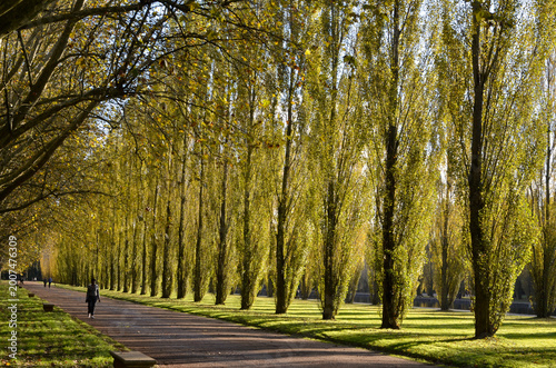 Foto peuplier dItalie, Parc de Sceaux,