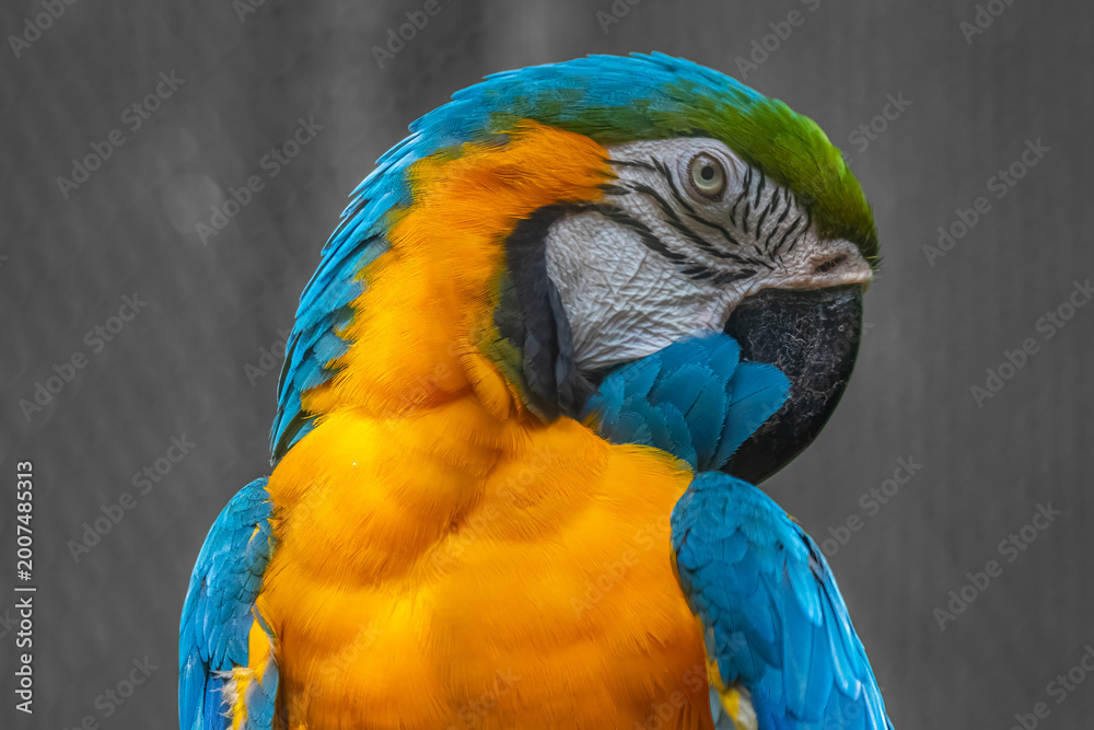 Naklejka premium Macaws are large, vibrant, long-tailed New World parrots known for their striking colors, powerful beaks for cracking nuts, high intelligence, social nature, inhabiting tropical Americas' rainforests.
