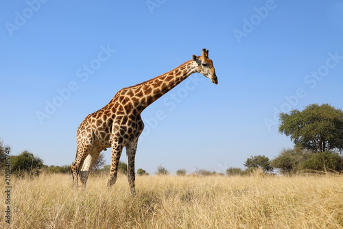 Fényképezés Giraffe / Giraffe / Giraffa camelopardalis