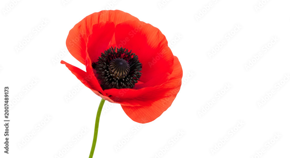 Obraz premium Vibrant red poppy flower standing alone in a serene natural setting