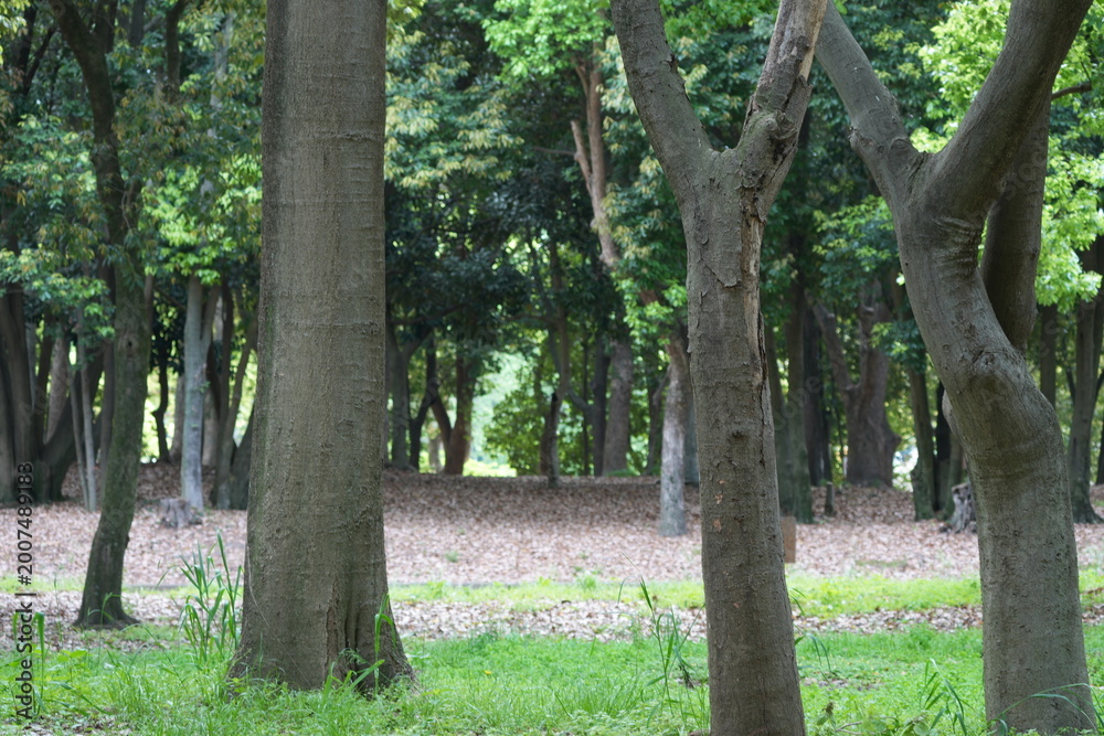 Obraz premium Fresh Green Trees In Park