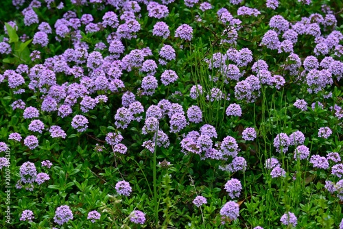 Creeping thyme (Thymus serpyllum) flowers. Lamiaceae perennial herb. It blooms with pale reddish-purple flowers in spring and is used as ground cover.