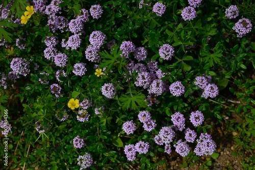 Creeping thyme (Thymus serpyllum) flowers. Lamiaceae perennial herb. It blooms with pale reddish-purple flowers in spring and is used as ground cover.