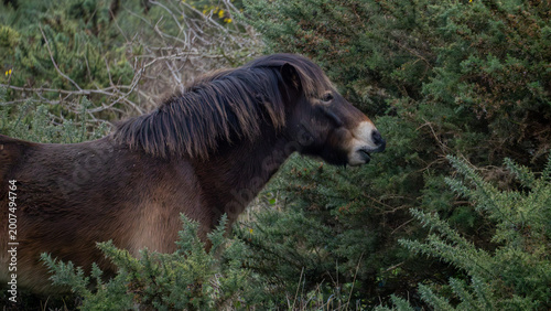 Photos Exmoor Pony Grazing on Gorse, North Berwick Law, Scotland