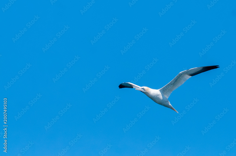 Obraz premium Northern Gannet in Flight Against Blue Sky, North Berwick, Scotland