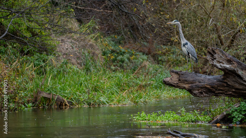 Tableau sur toile Grey Heron Standing Above the Water of Leith in Edinburgh, Scotland