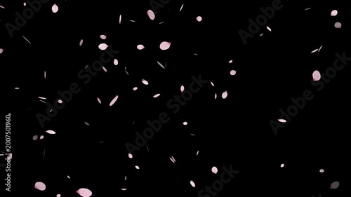 pink cherry blossom petals falling on green screen for chroma key, Falling cherry blossom petals on black background,
Cherry Blossom petals falling 4K, pink petals overlay alpha channel, 