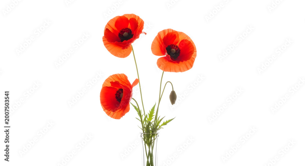 Obraz premium Three vibrant poppies with green stems and leaves on transparent background