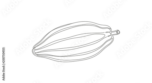 Tableau sur toile Outline drawing of a cocoa pod on a white background, botanical illustration, mi