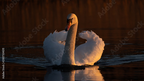 Fotografija Mute swan illuminated by golden sunrise light on Linlithgow Loch
