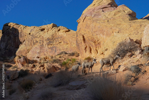 Canvas Print Desert bighorn sheep ewes in Valley of Fire State Park, Nevada