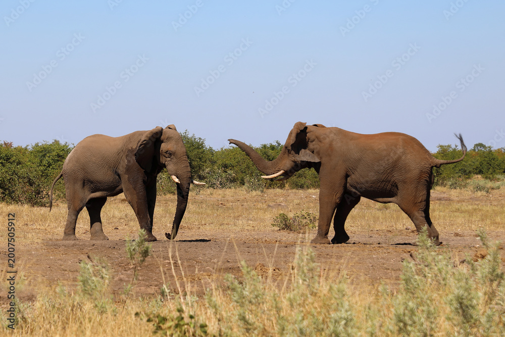 Fototapeta premium Afrikanischer Elefant / African elephant / Loxodonta africana