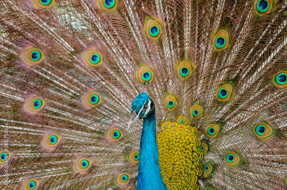 Obraz premium peacock with feathers
