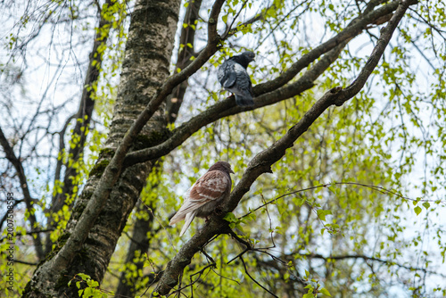 A pigeon sitting on a birch branch on a spring day