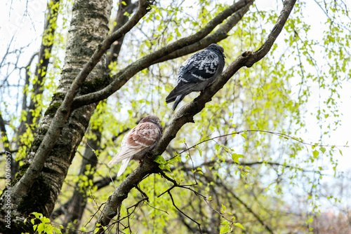 A pigeon sitting on a birch branch on a spring day