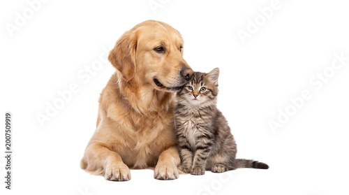 Fotografi Adorable golden retriever dog and sweet tabby cat share a tender moment of inter