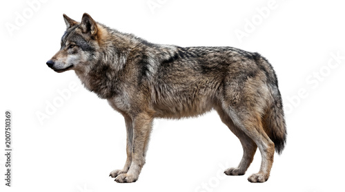 Foto Majestic grey wolf stands alert, showcasing its powerful physique and wild beaut