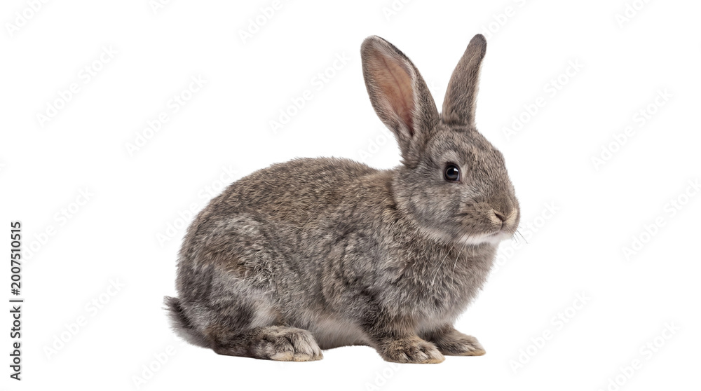 Obraz premium A beautiful grey-brown rabbit with soft fur and alert expression, isolated on a pure white background, perfect for various animal-themed designs