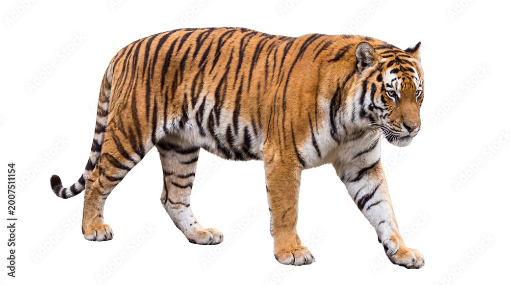 Obraz premium Majestic Bengal Tiger walking with fierce gaze and striking orange and black stripes on a clean white background, showcasing its powerful physique and wild beauty in a studio shot
