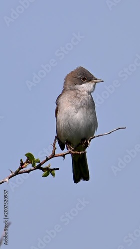 Great whitethroat bird on a branch