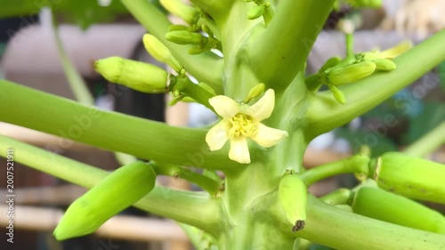 Close-up view of a papaya plant stem with small yellow flowers and developing green fruits.