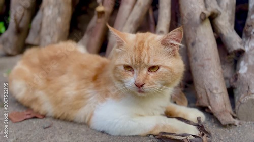 An orange and white domestic cat with amber eyes lying on the ground in front of stacked wooden logs.