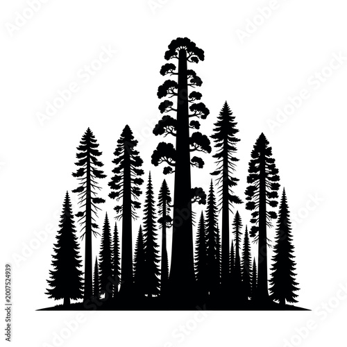 Silhouette of a Majestic Redwood Forest.