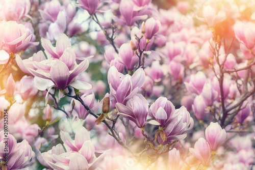 Beautiful magnolia blooms bathed in warm sunlight, an authentic photo with no artificial edits, without AI enhancement
