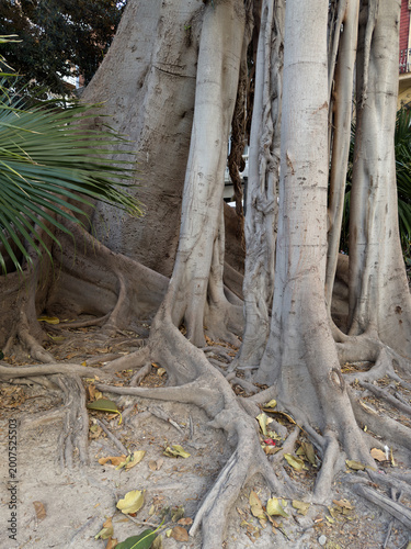 Exotic Ficus Tree Roots Next to Green Palm Leaves