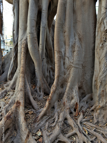 Close-up of Massive Ficus Tree Roots and Trunk Texture