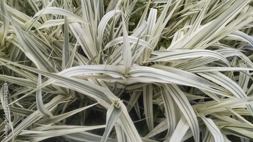 Fotografie Variegated Giant Reed leaves background with green and white stripes