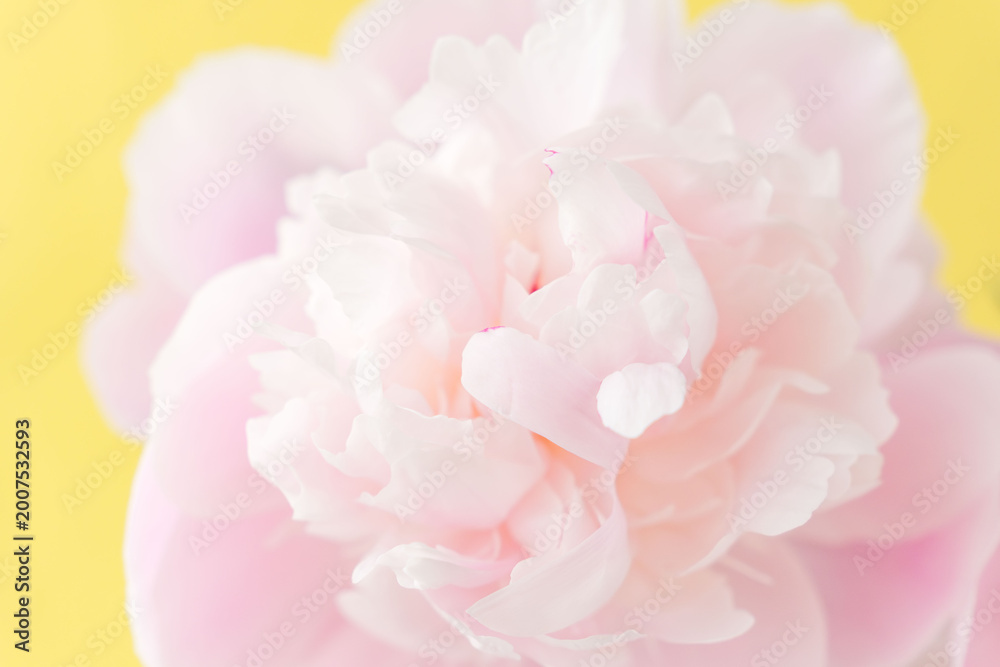 Fototapeta premium シャクヤクのピンク色の花を黄色背景でマクロ撮影05