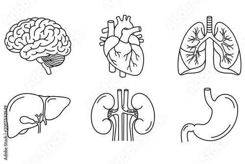 Photos Human internal organ icons line art set with brain heart and lungs