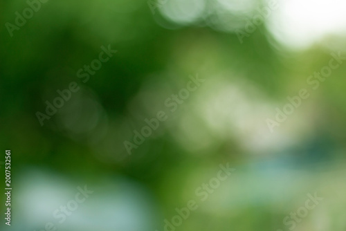 bokeh nature background sunlight through leaves on tree green.