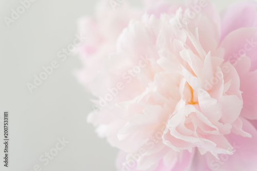 Foto シャクヤクのピンク色の花を薄緑背景でマクロ撮影05