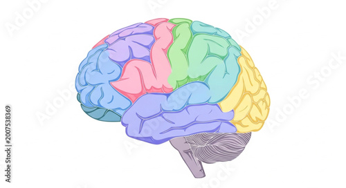 Photos Colorful Human Brain Anatomy Lobe Illustration.