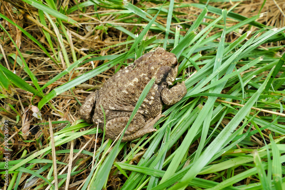 Fototapeta premium Close up of a European Common Toad (Bufo bufo) unearthed when weeding an asparagus bed 