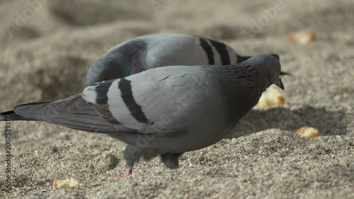 Pigeons beach feeding two feral pigeons scavenge for bread crumbs on the coarse sand of a sunny coastal beach during the daytime