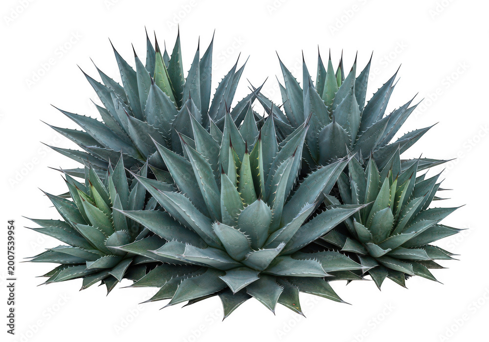 Fototapeta premium Group of agave desert plants with sharp pointed leaves isolated on transparent background