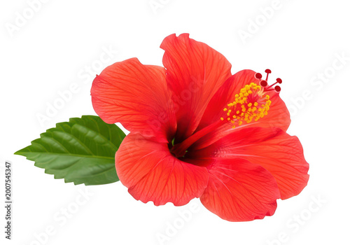 Single vibrant red hibiscus flower with green leaf isolated on transparent background