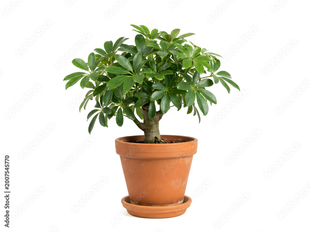 Obraz premium Mini-Schefflera arboricola im Topf