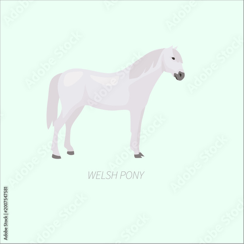 Obraz na płótnie Welsh Pony Breed