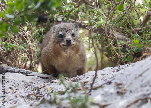 Rock Hyrax in wild natural habitat Cape Town Boulders Beach South Africa undergrowth 
